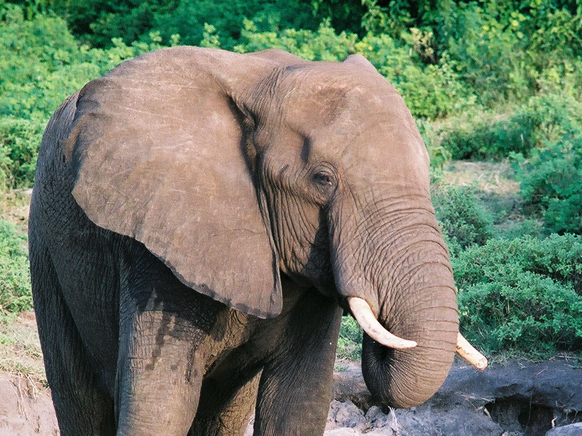 Head Of Elephant